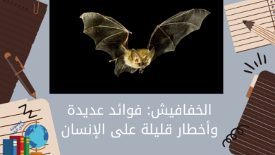الخفافيش فوائد عديدة وأخطار قليلة على الإنسان