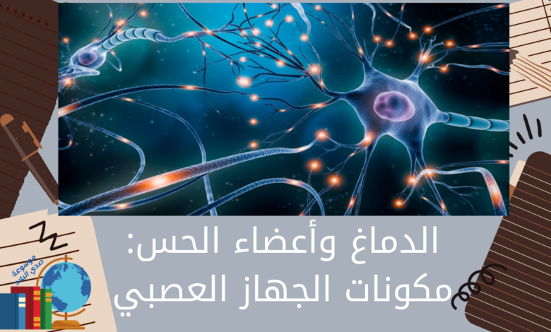 الدماغ وأعضاء الحس مكونات الجهاز العصبي