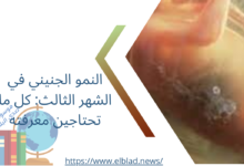 النمو الجنيني في الشهر الثالث: كل ما تحتاجين معرفته