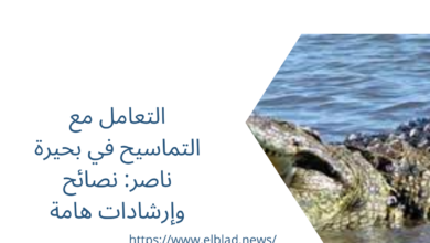 التعامل مع التماسيح في بحيرة ناصر: نصائح وإرشادات هامة