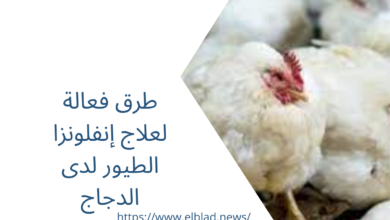 طرق فعالة لعلاج إنفلونزا الطيور لدى الدجاج